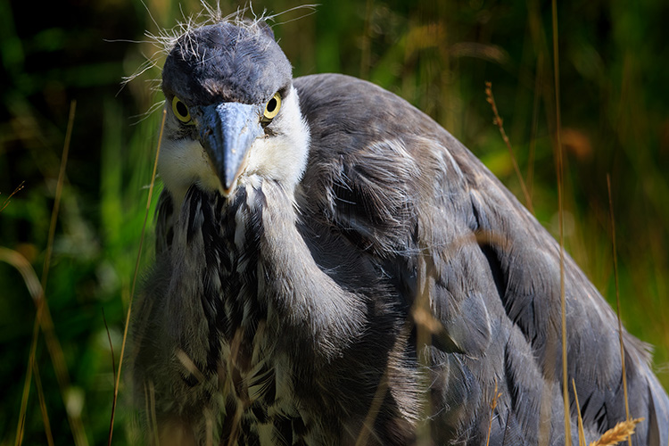  Grey Heron Highlands Scotland